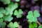 Green background with three-leaved shamrocks, Lucky Irish Four Leaf Clover in the Field for St. Patricks Day holiday symbol.