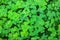 Green background with three-leaved shamrocks. St. Patrick`s day holiday symbol. Selective focus