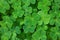 Green background with three-leaved shamrocks. St. Patrick`s day holiday symbol. Shallow DOF. Selective focus