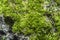 Green background with tree climacium moss in soft focus at high magnification.