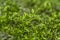 Green background with tree climacium moss in soft focus at high magnification