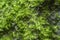 Green background with tree climacium moss in soft focus at high magnification.