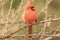 Green background winter bush red cardinal