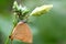 Green background ,yellow flower , a butterfly and friends