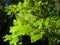 Green backlit leafs with beech trees and blue sky on background at summer daylight