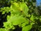 Green backlit leafs with beech trees and blue sky on background at summer daylight