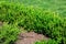 Green backyard plant with green leafy boxwood bushes.