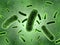 Green Bacteria Colony