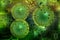 Green bacterial intruder cells causing sickness