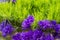 Green Ball Dianthus Barbatus Sweet William and Dark Purple Statice Limonium sinuatum Flowers  on natural burlap. Purple