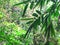 Green bamboe tropical rainforest background