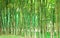 Green Bamboo Background