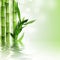 Green bamboo background