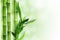 Green bamboo background