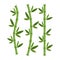 Green bamboo branches and leaves. Vector illustration
