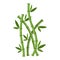 Green bamboo branches and leaves. Vector illustration