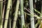 Green bamboo canes group 4