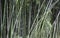 Green bamboo fence texture background, bamboo texture panorama