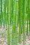 Green bamboo forest