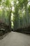 Green bamboo forest in Arashiyama, Japan