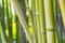 Green bamboo forest closeup, Bambusoideae