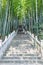 Green bamboo forest and step path