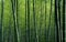 Green bamboo forest textured wallpaper