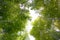 Green Bamboo grove forest with sunlight shining at Arashiyama, K