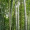 Green bamboo grove near Kyoto, Japan