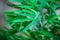 Green bamboo leaf naturel  background