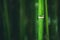 Green bamboo nature background