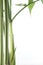 Green bamboo plant