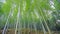 Green bamboo plant forest in Japan zen garden