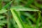 A green bamboo plant twig and leaves, pointed shoots, with a rough leaf surface