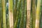 Green Bamboo Poles