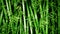 Green bamboo texture. Bamboo forest. Green grass in the sunshine. Bamboo tree leaf, plant stem