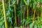 Green bamboo trunks and leaves in macro closeup, popular tropical plants, botanical background