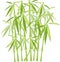 Green bamboo on a white background, isolated object. Green and yellow stems and leaves