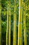 Green bamboos background