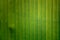 Green banan leaf background