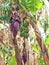 Green banana branches with plant flower . Israel