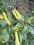 green banana chilies that are already fruitful and ready to be harvested