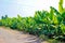 Green Banana field  , india