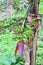 Green banana fruit growth on the tree on the plantation