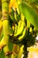 Green Banana Grove