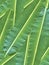 Green banana leaf