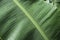 Green banana leaf background pattern philippines