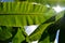 Green Banana leaf backlit sunlight and sky