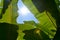 Green Banana leaf backlit sunlight and sky