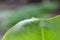 Green banana leaf blurry edge nature background